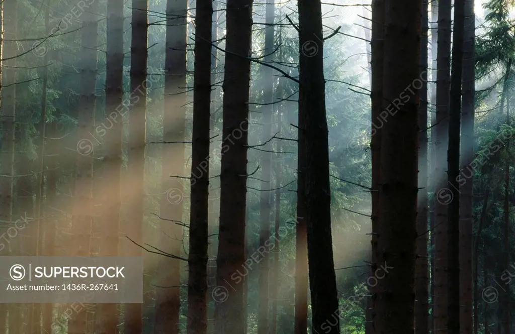 Forest in spring with fog and light. Bavaria, Germany