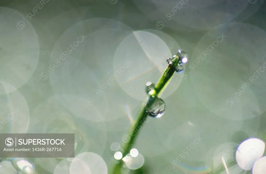 Horsetail (Equisetum sp.) with water drops