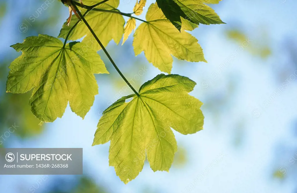 Maple leaves in spring. Germany