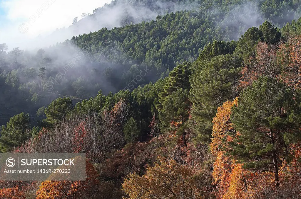 Fog in pine forest, Gavilanes. Ávila province, Castilla-León, Spain