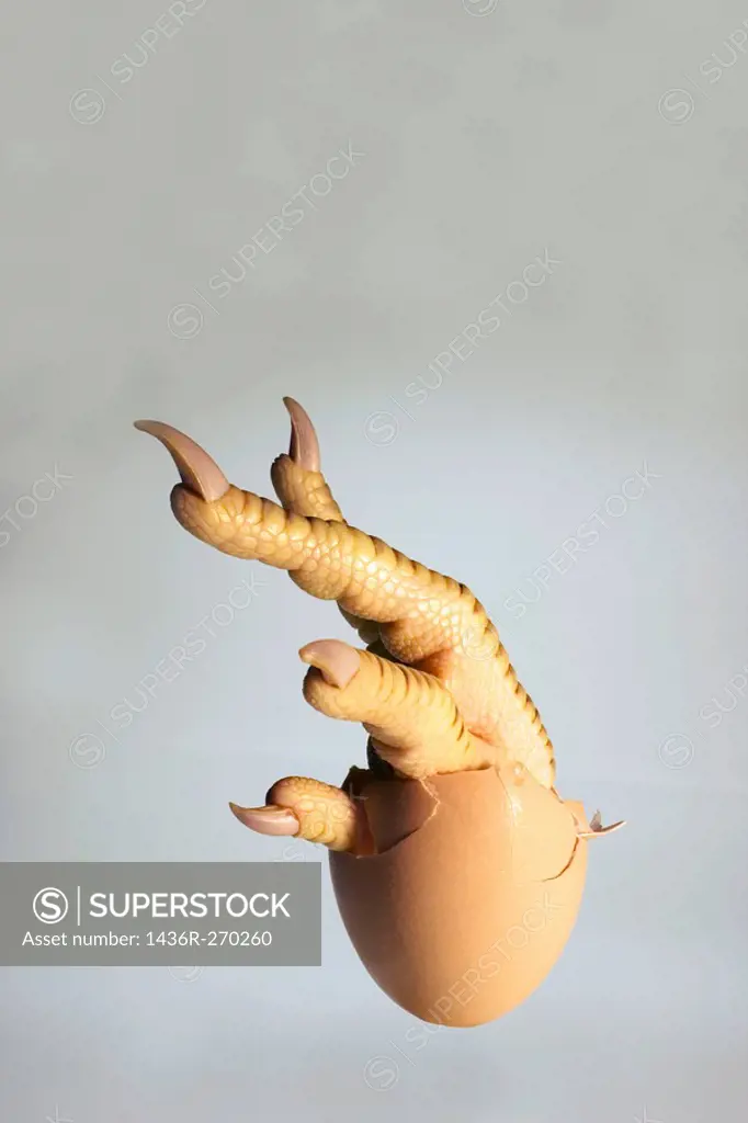 Egg with chicken´s leg