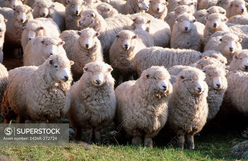 Sheep. Banks Peninsula. New Zealand