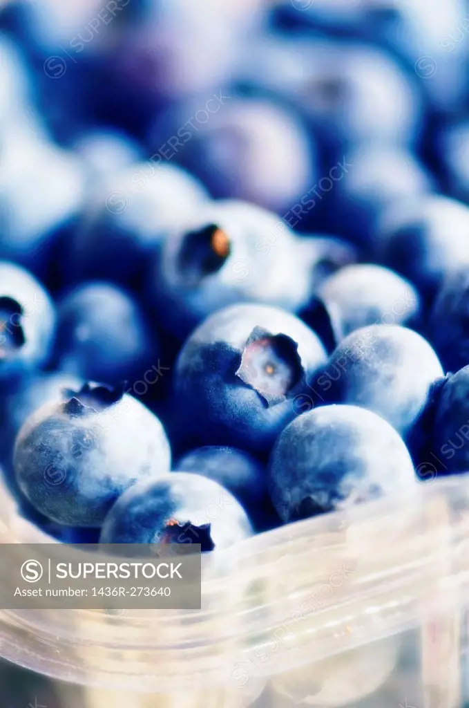 Supermarket blueberries. Vaccinium corymbosum. January 2007, Maryland, USA