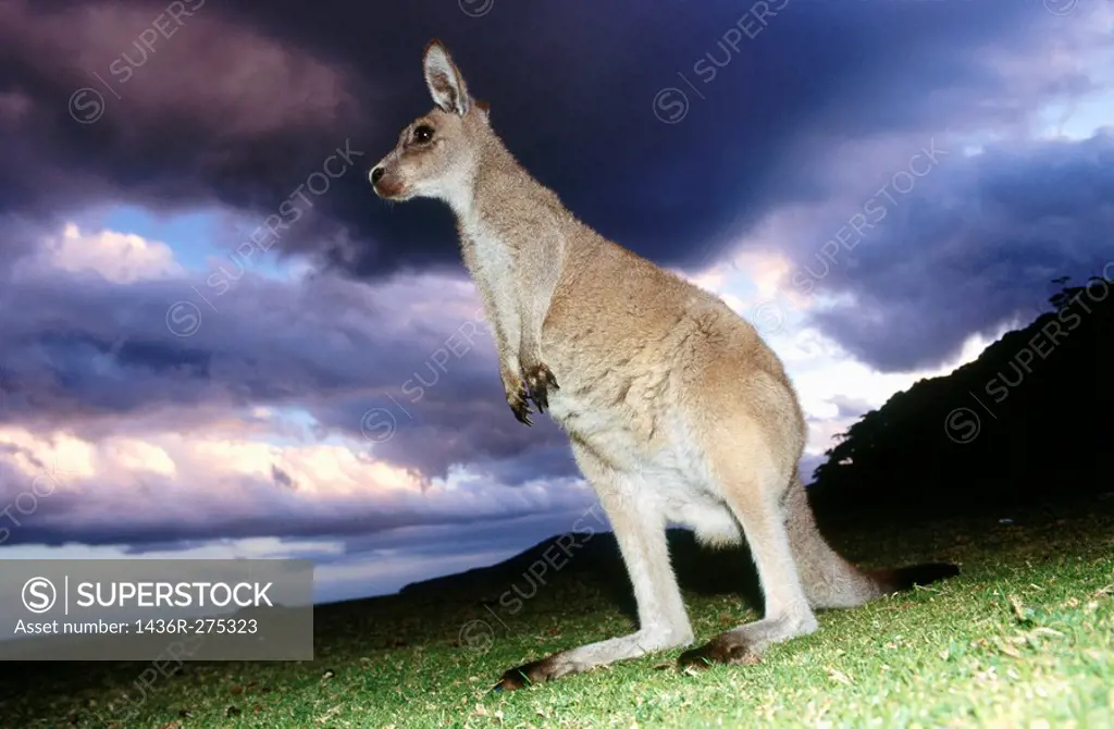 Eastern Grey Kangaroo (Macropus giganteus), Murramarang National Park. Victoria, Australia