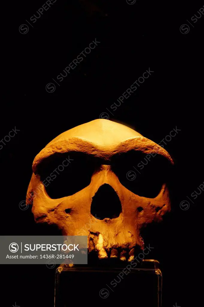 Replica of cranium from Atapuerca (Burgos, Castilla-Leon, Spain) archaeological site