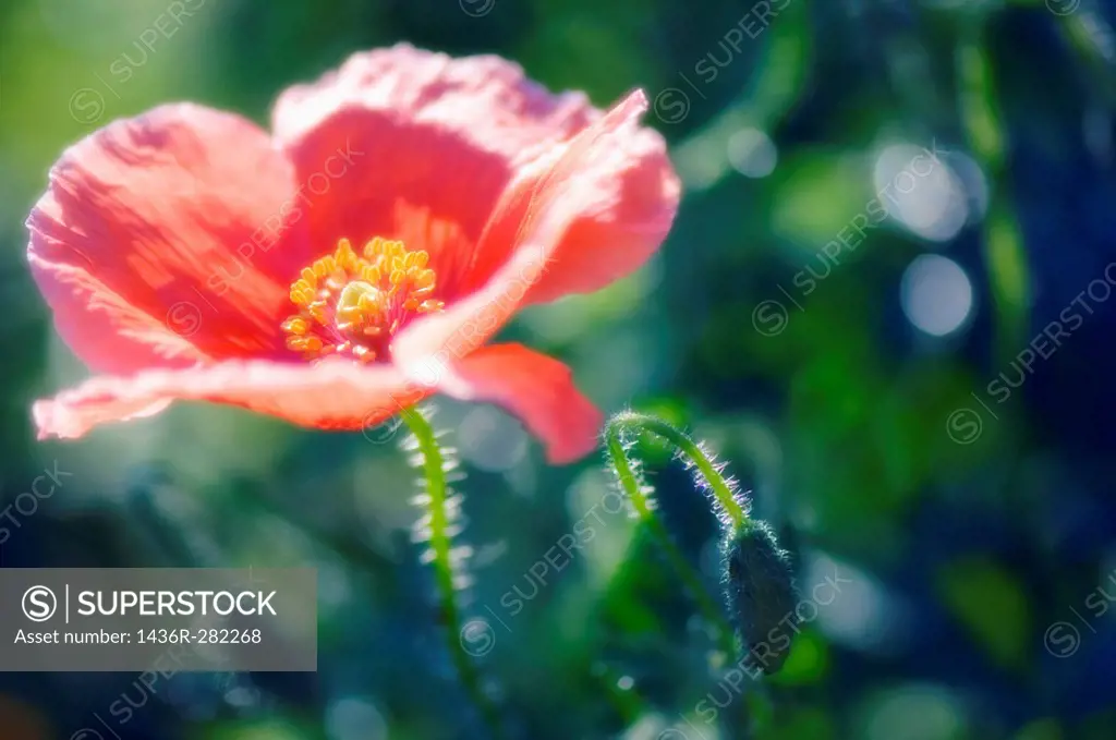 Red Poppy and a Bud. Papaver rhoeas. June 2007, Maryland, USA