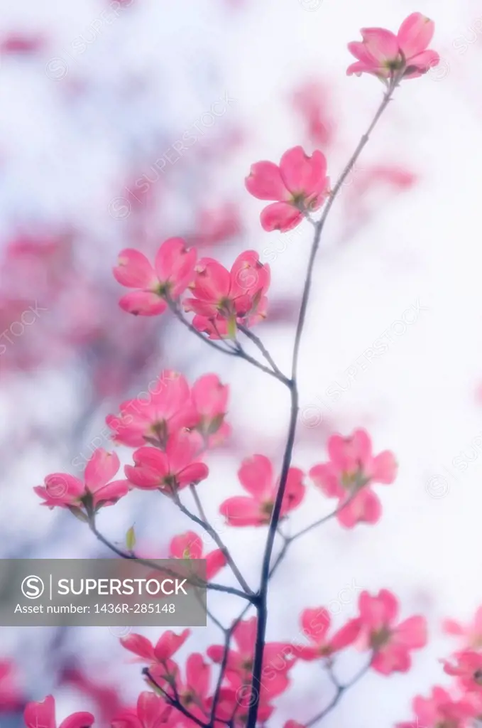 Pink Dogwood Blossom. Cornus florida pink. April 2006, Maryland, USA