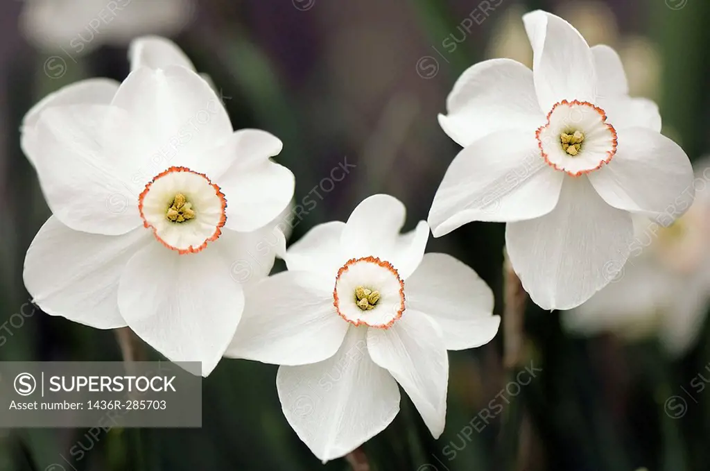 White Poeticus Daffodil Trio. Narcissus hybrid. April 2007, Maryland, USA
