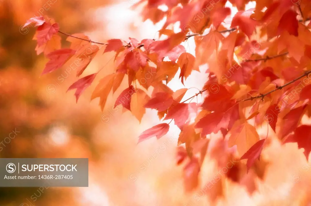 Autumn Maple Colours. Acer rubrum. November 2007, Maryland, USA