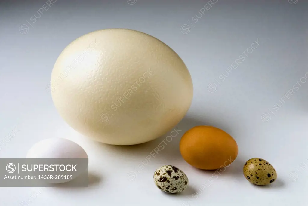 Ostrich, chicken and quail eggs
