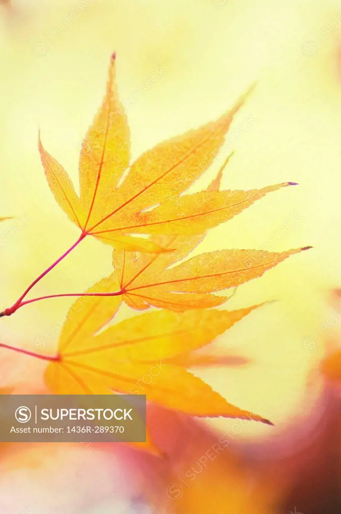 Yellow Japanese Maple Leaves. Acer palmatum. November 2007, Maryland, USA