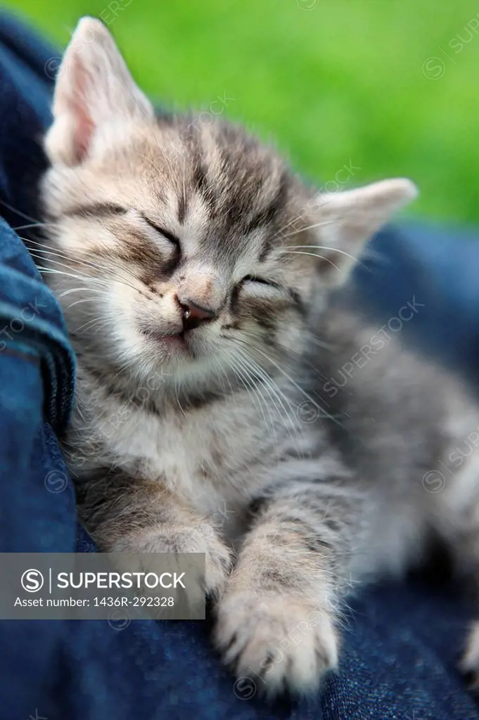 Sleeping kitten, close-up
