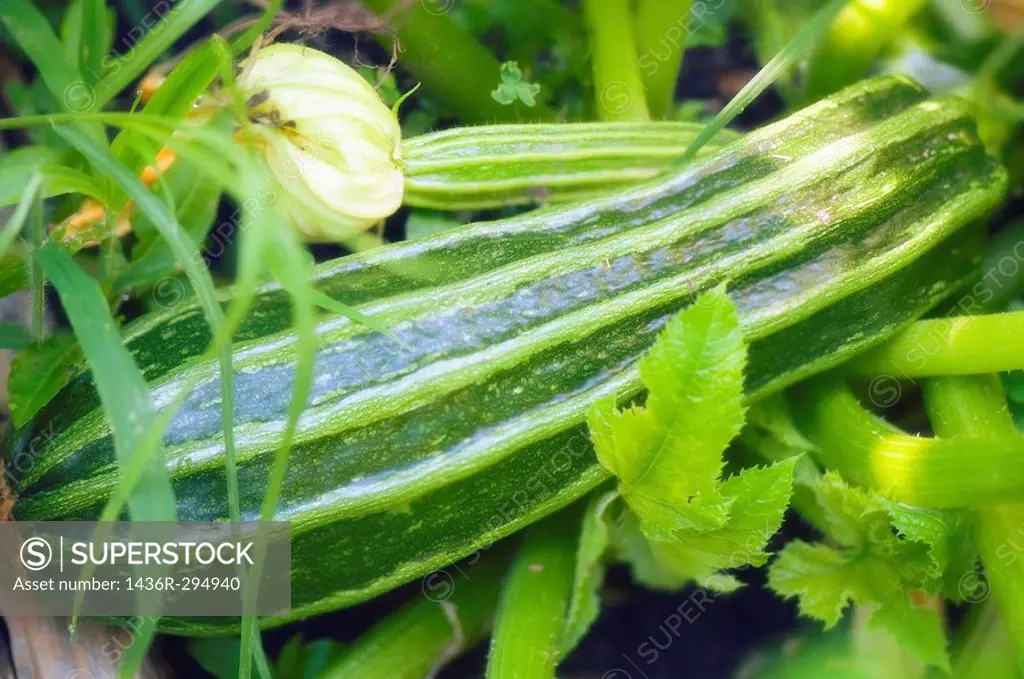 Striped Summer Squash Growing among Green Leaves and Grass. Cucurbita pepo.