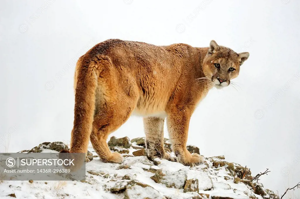 Cougar Felis concolor- captive in winter habitat