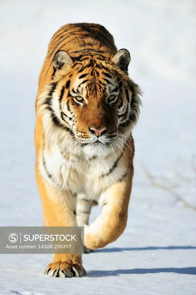 Siberian tiger Panthera tigris altaica- captive in winter habitat