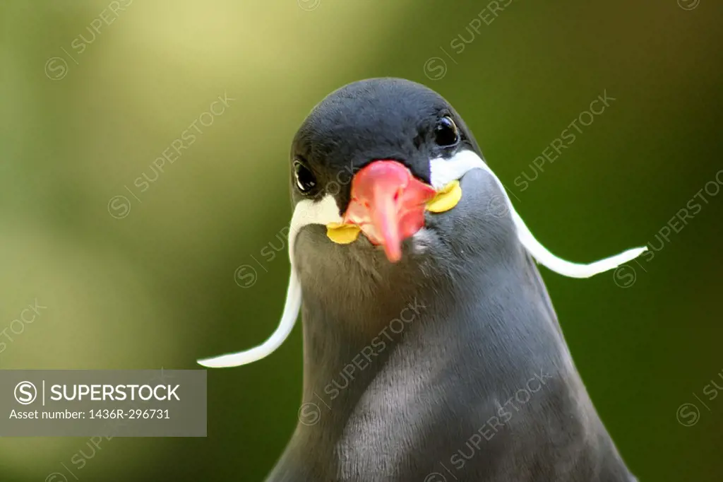 a humorous Inca tern Larosterna inca staring quizzically at the photographer