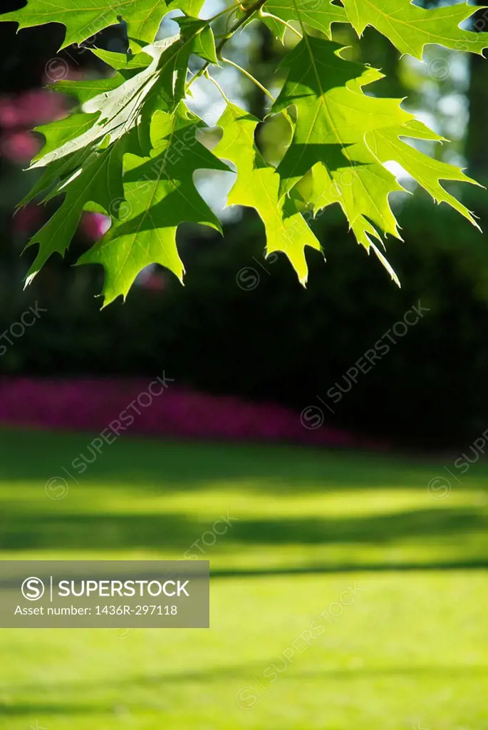 American Oak leaves in summer