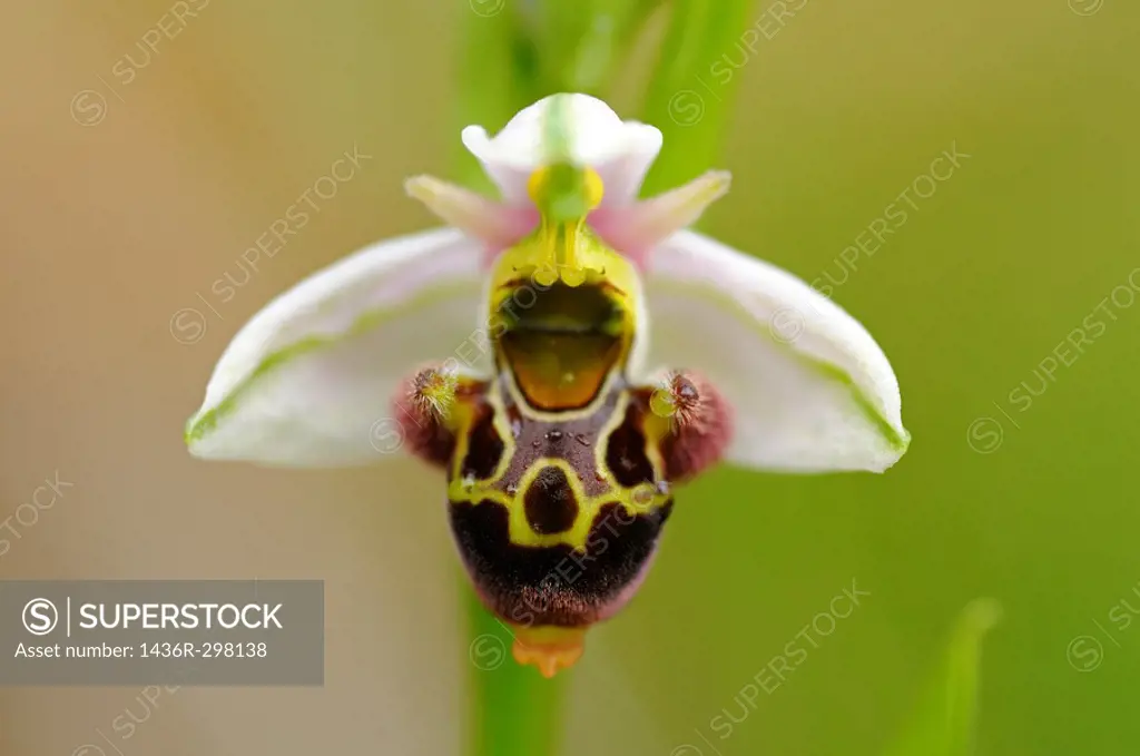 Woodcock Orchid, Ophrys scolopax, Orchid