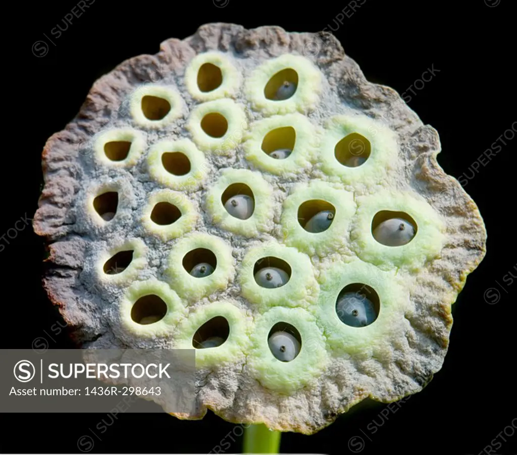 Beutiful natural geometry of the lotus flower pod