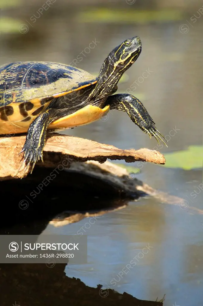 Close-up of turtle basking on log - pond slider