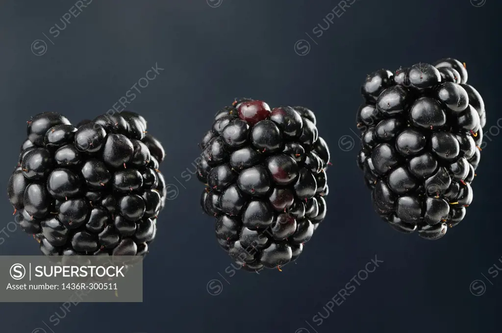 Three suspended blackberries an aggregate fruit named Rubus fruticosus on a blue background