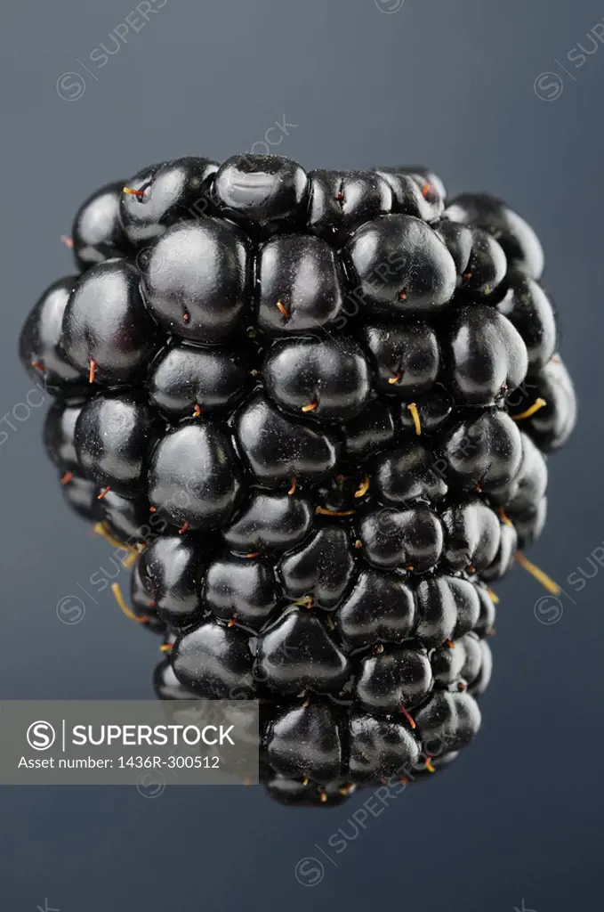 Single suspended blackberry aggregate fruit Rubus fruticosus on a blue background