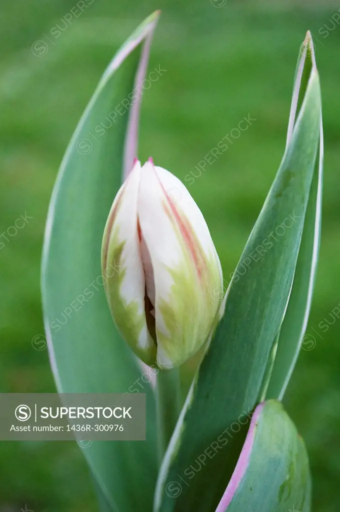 A tricolor tulip with verigated foliage about to open
