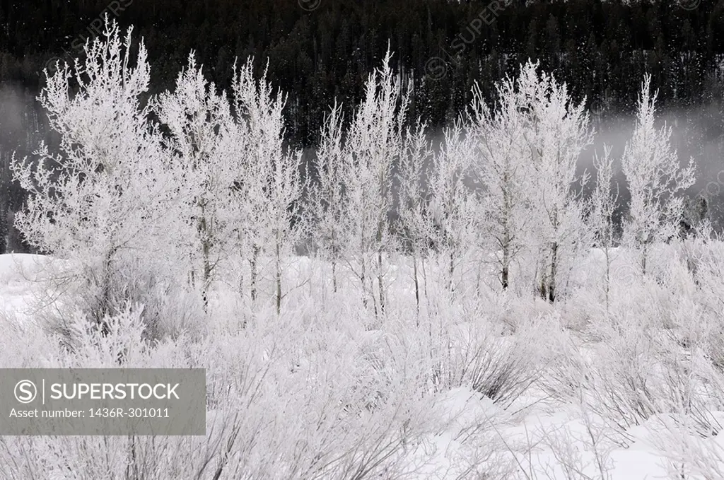 Trees and bushes covered in frost on a cold morning at Oxbow Bend on the Snake River against dark Signal Mountain in Grand Teton National Park
