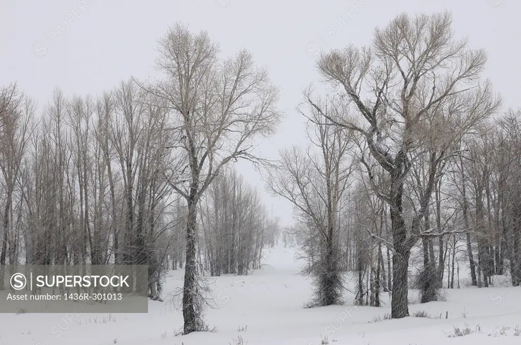 Stand of Eastern Cottonwood trees in a snow storm on Gross Ventre Road Bridger Teton National Forest