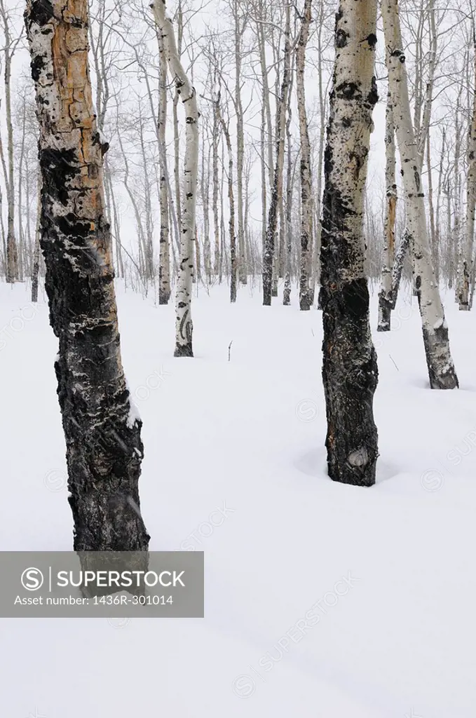 Stand of trembling Aspen trees Populus tremuloides in Grand Teton National Park Wyoming in winter