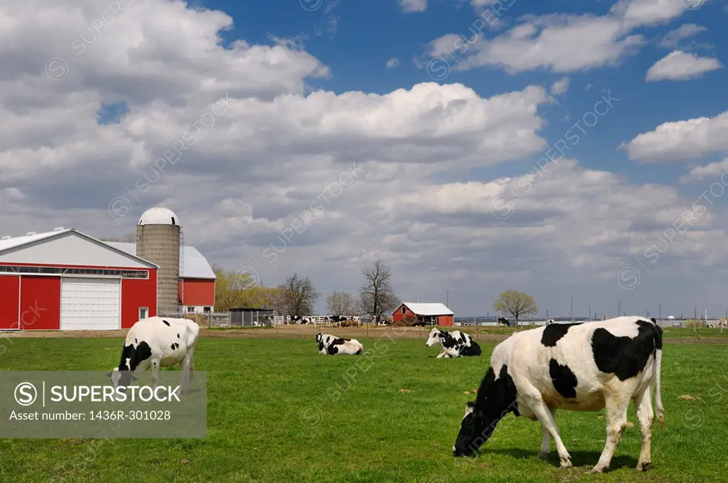 Herd of Hostein dairy cows in a farm pasture with a large red barn