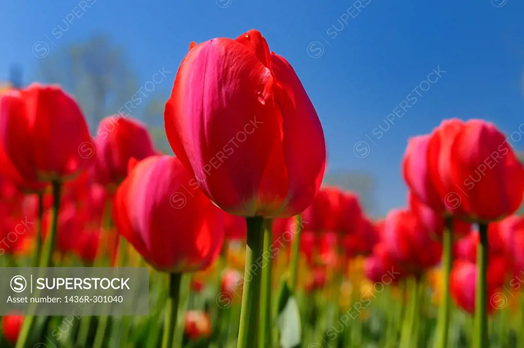 Close up of red Gordon Cooper Dutch Tulips at Ottawa Tulip Festival with blue sky