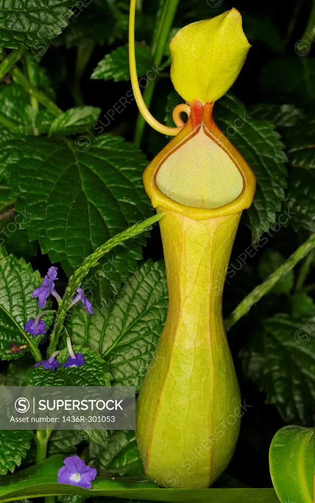 Young Pitcher Plant Nepenthes carnivorous tropical plant with Purple Porterweed flowers