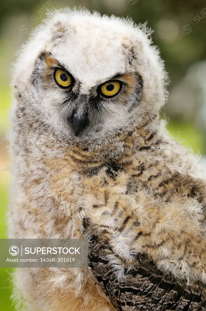 Close up of a fledgling Great Horned Owl chick with a sad look