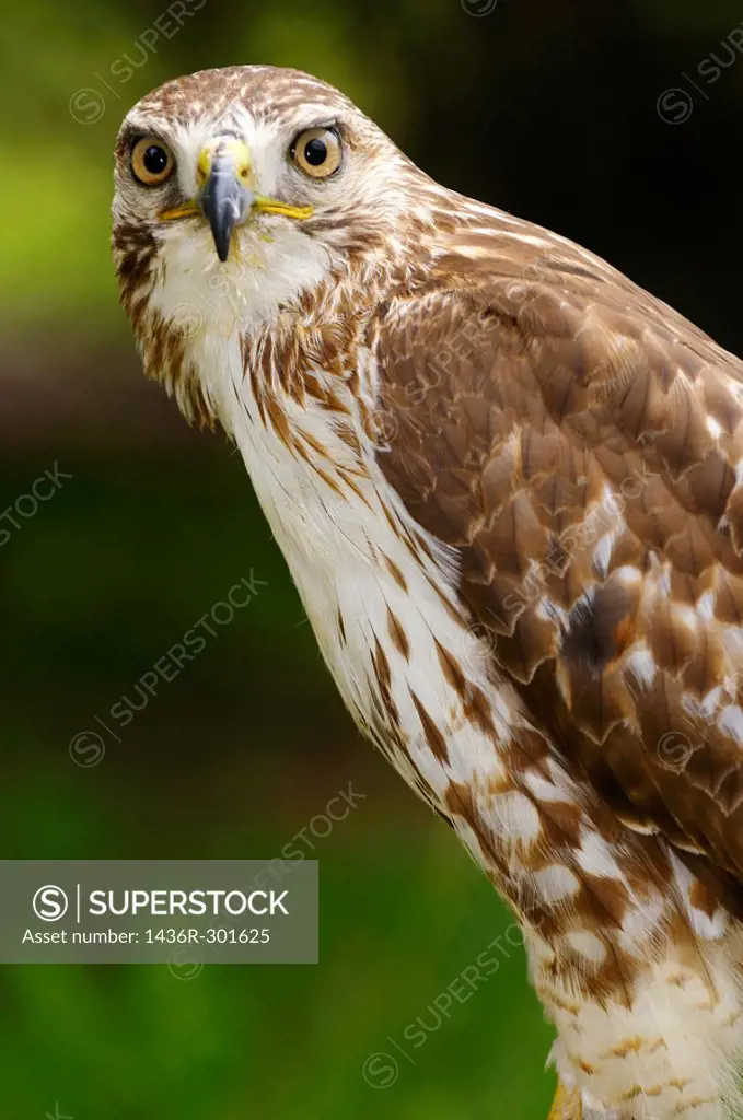 Perched Red Tailed Hawk staring at the camera in a forest in Ontario Canada