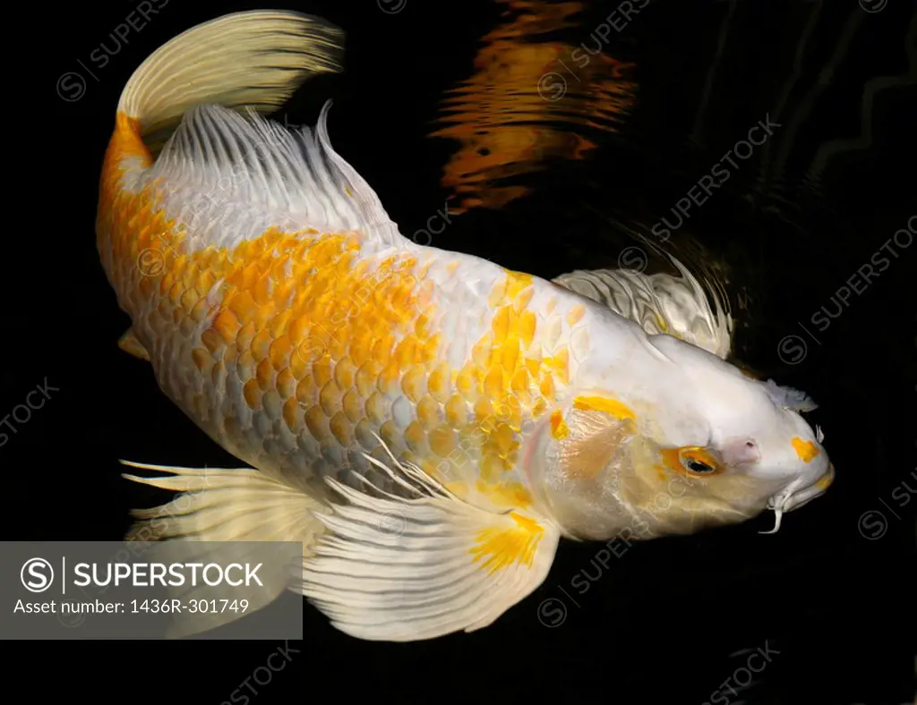 White and Yellow Yamabuki Hariwake Butterfly Koi fish swimming at night