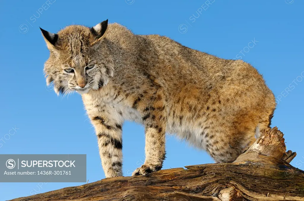 Bobcat perched atop a fallen tree trunk looking down against a blue sky