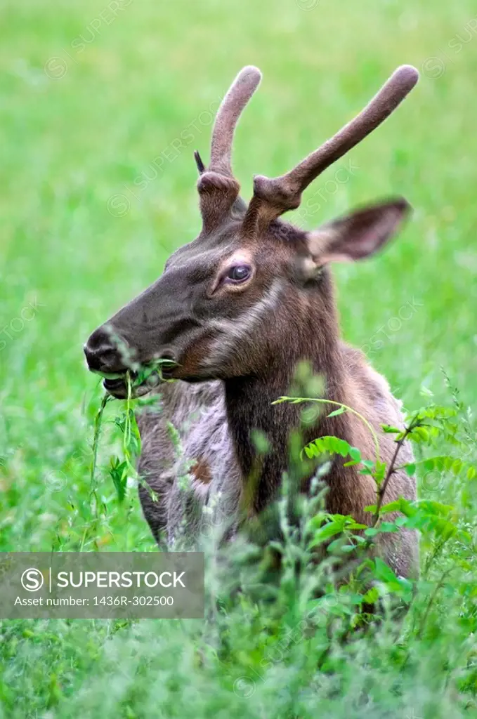 A Young Elk buck grazing in Great Smoky Mountains National park,