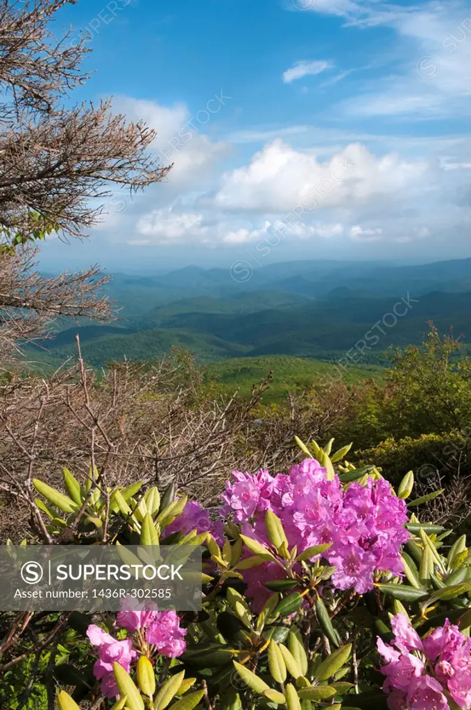 Beautiful view from the Blue Ridge Parkway showing the native Catawba Rhododendron in full bloom
