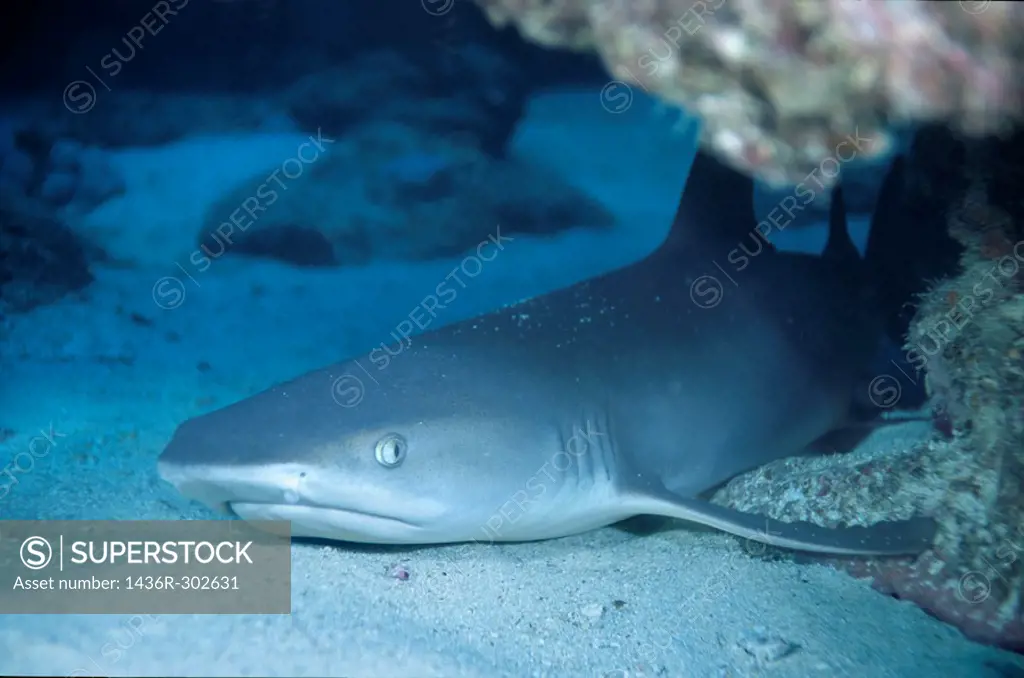 Whitetip Reef Shark (Triaenodon obesus) lying on the sandy ocean floor below Boulari Channel, Noumea Lagoon, New Caledonia.