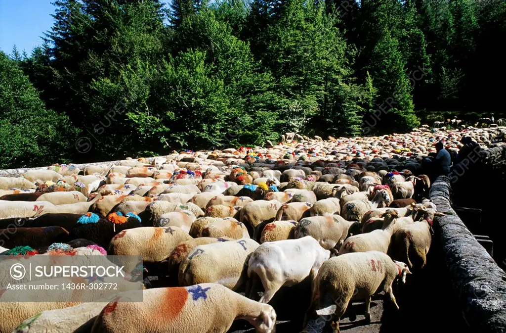 Flock of sheep arriving in Esperou village during a summer transhumance, Gard, Provence, France.