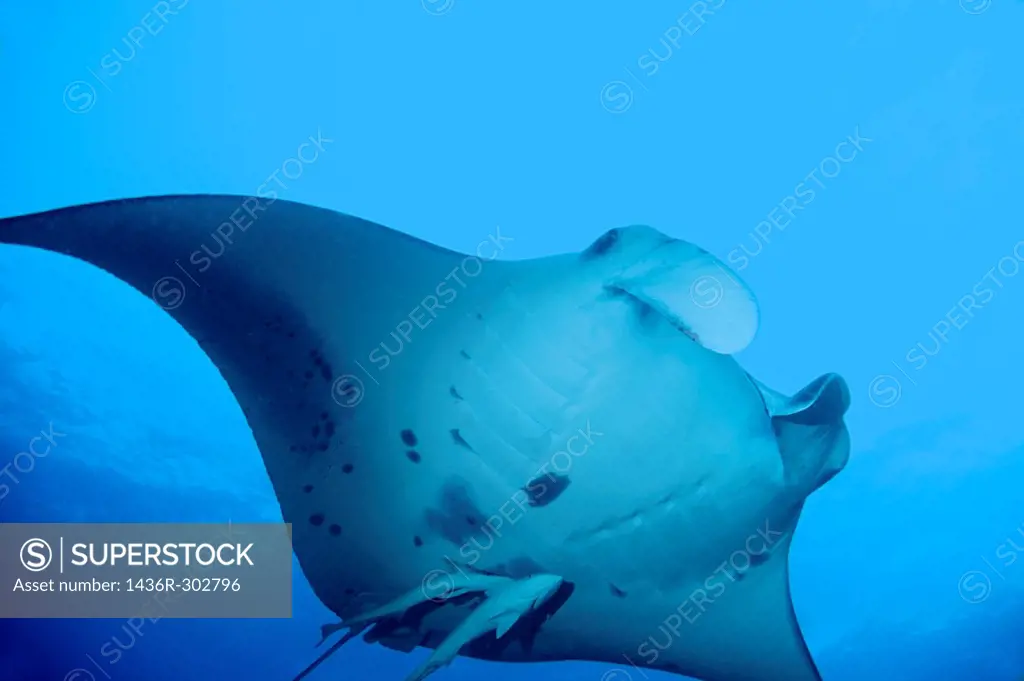 Underside of a giant manta ray (manta birostris), Maldives,