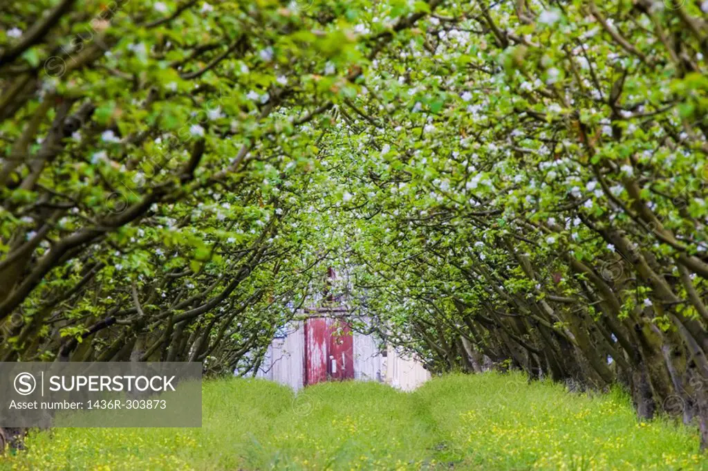Barn door at the end of a row of trees forming a canopy in an apple orchard in springtime, when the trees are starting to blossom  Corralitos, Califor...