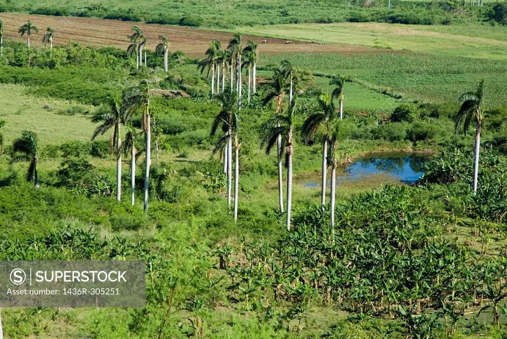 Coconut trees surrounded by lush countryside in the Valle de los Ingenios, Cuba.