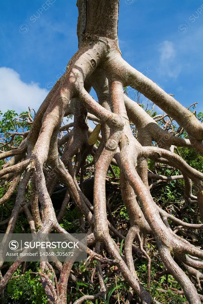 Tree roots in the Escambray Sierra, near Trinidad, Cuba.