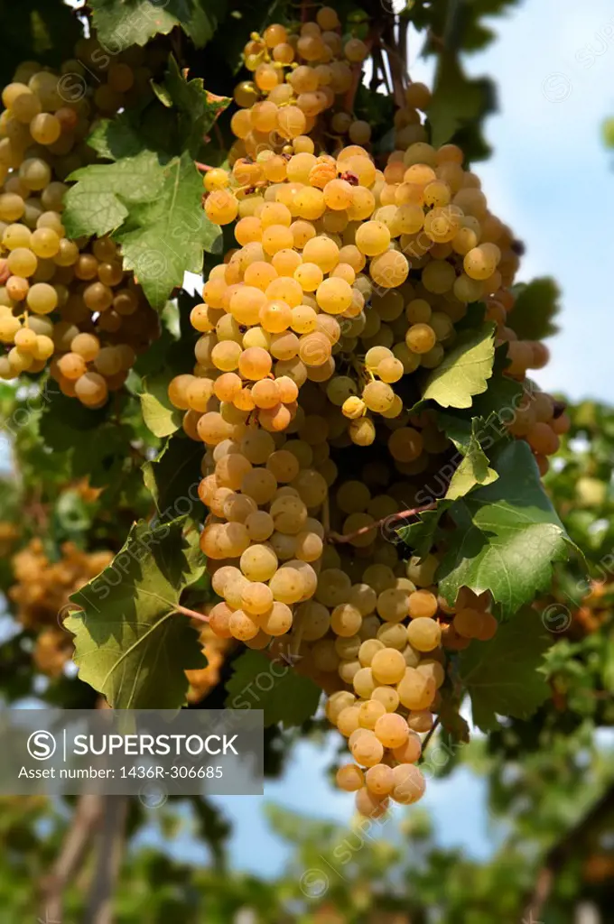White grapes on the vines in the vineyards of Hajos Hajós Hungary