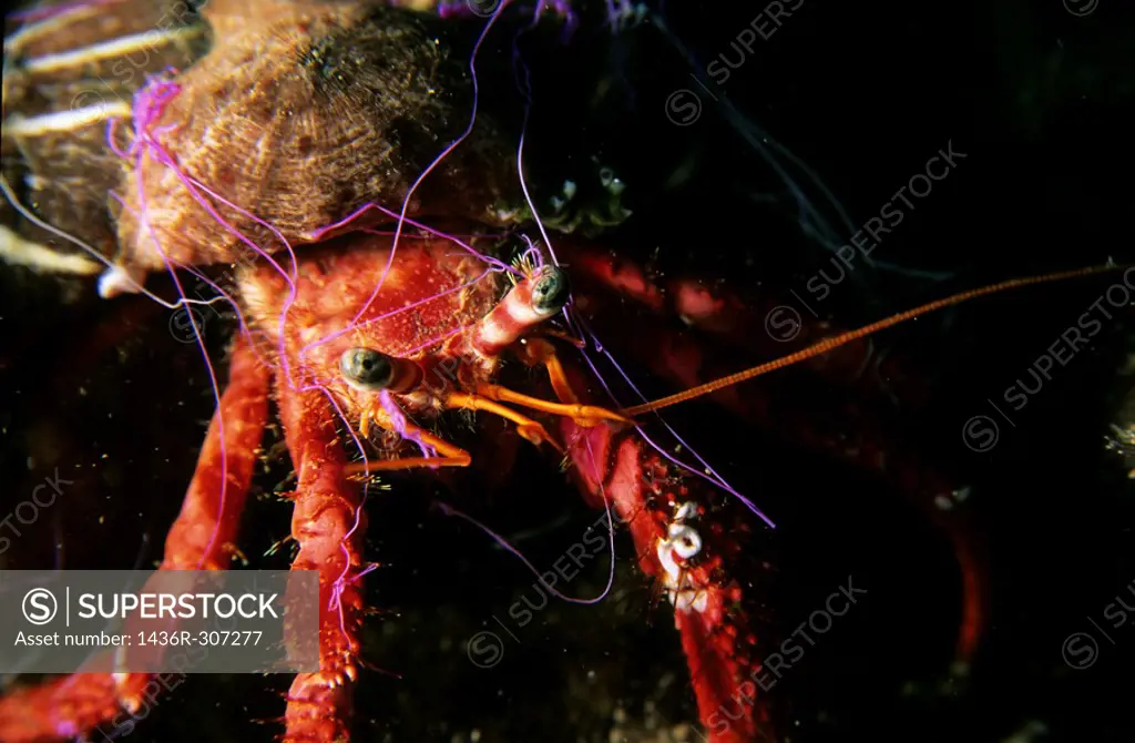 Blue Eye Hermit Crab (Dardanus arrosor) crawling along ocean floor, Callelongue Creek, Marseille, France.