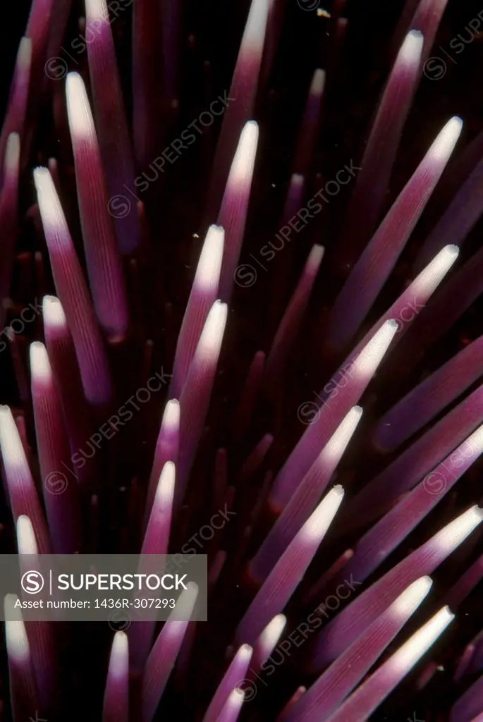 Sea urchin (Sphaerechinus granularis) with purple and white spikes.