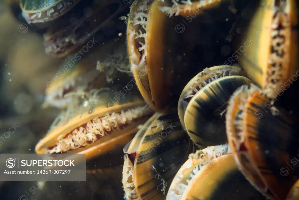 Common mussel (Mytilus edulis) grouped together.