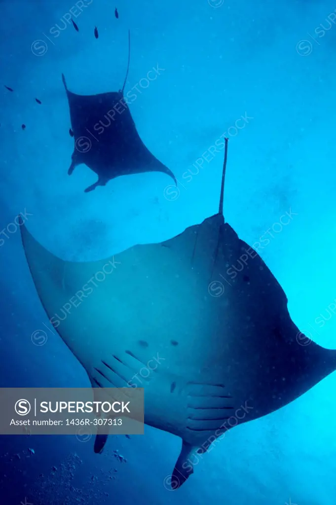 Two giant manta ray (manta birostris), Maldives.